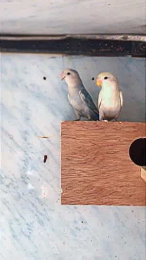 زوز كوبيات زوز