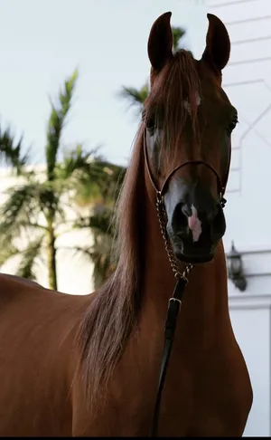 ‏خيل‏2