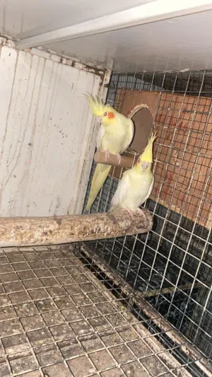 كوكتيل لاتينو زوج منتج