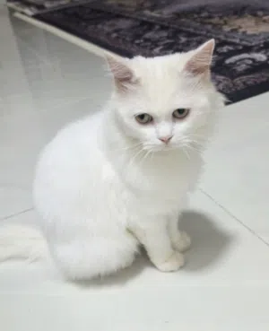 قط للبيع سنور للبيع شيرازي للبيع