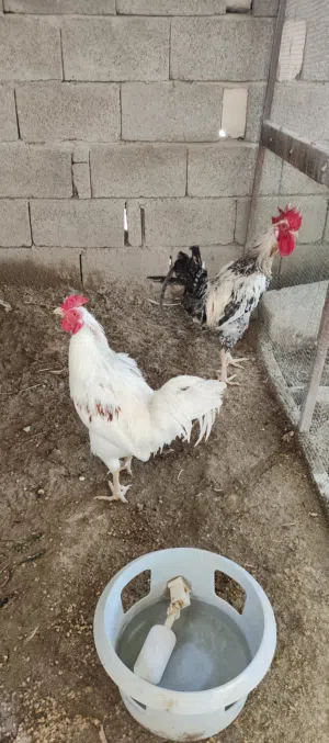 ديوجة عدد 3