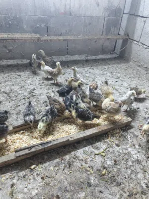 فراخ العمر شهر ابيع شلع عدد 15زوج كويتي افرك مكثل ألوان كلش حلوه