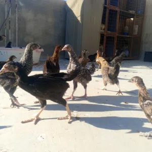 فرخات بلدي بذره الاصليه