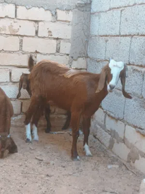معزة تومية سنها تنية تحتها جدي وعناق ناشطات الله يبارك