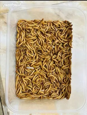 دود قبابي- ميل وورم-Mealworm
