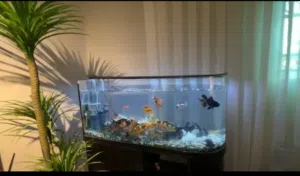 حوض سمك اجنبي للبيع او البدل