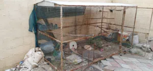بيع قفص طيور او دواجن