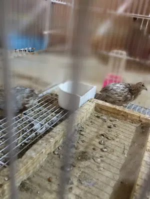 سمان ملكي للبيع
