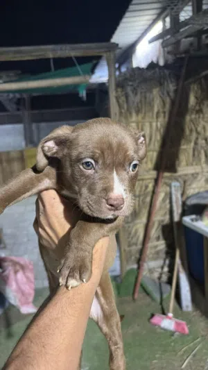 كلبان امريكان بولي