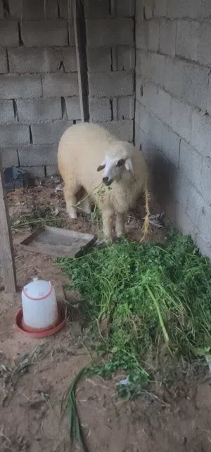 فطيمة ربي إيبارك