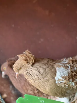 كوبيه حمام كيرلي درجه رولى مصوقرات