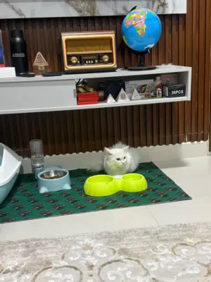 انغورا تركي