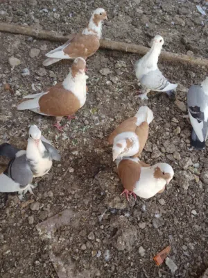 ارافل بصفر امايات للبيع