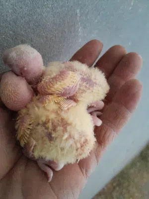 السلام عليكم