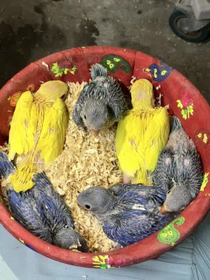 Parrot for sale
