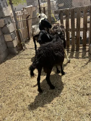 يعد عشار واحده جريب على ثلاثه تجيب ماشاءالله