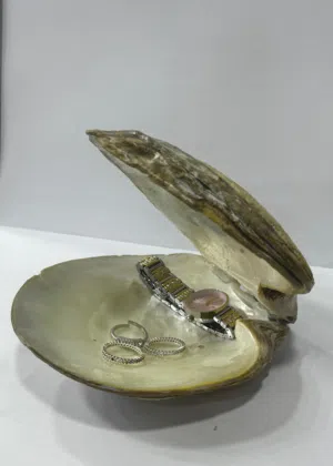 َمحار صديفي طبيعي  الحجم كبير