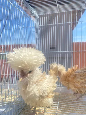 Chickens0