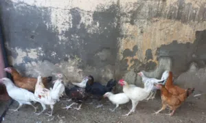 دجاج عماني أن بالجمله
