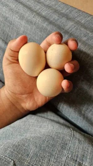 بيض دجاج باكستاني ملقح 99% الي له خاطر يتواصل