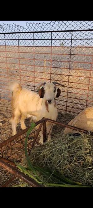 تيس مخصاي سمان تبارك الرحمان