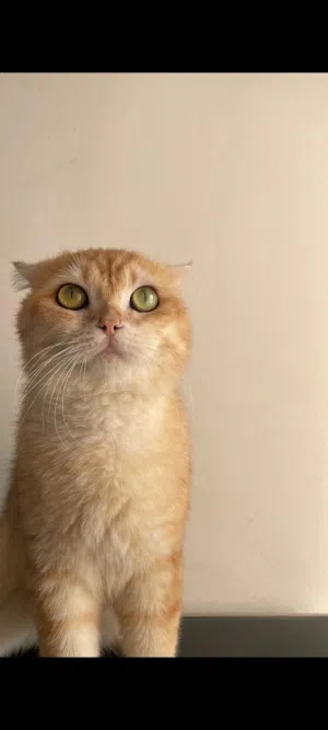 سكوتش فولد جولد ماربل