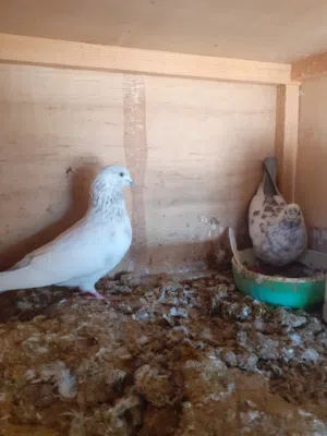 كوبيه بكستاني للبيع