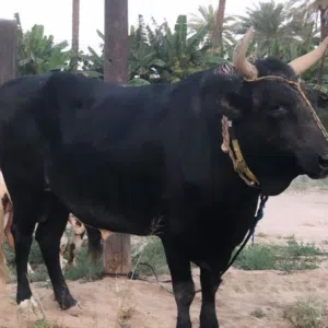 حلال عمان 