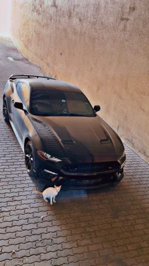 موستنج 2019