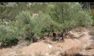 ارض للبيع مشجرة زيتون مساحة 985م سع 25000$