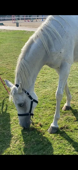 Horses1