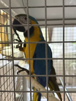 blue and gold macaw