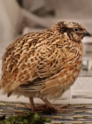 طيور السمان