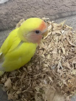 بركديلو نص ترويض