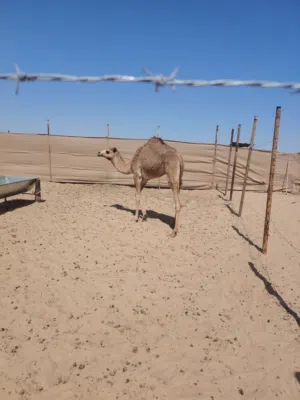 بكره فطيمه للبيع للمراكيض ونواميس أن شاء الله