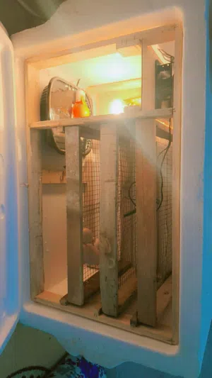 متاح فقاسات فلين شرط تفقيس ما تفقس ترجع