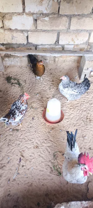 متوفر فروج عربي و3 دجاجات عربيات يدحو خاليات من الأمرلض
