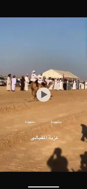 جمل للبيع يلي يبا يتواصل