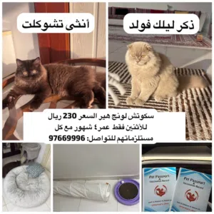 تشوكلت و ليلك سكوتش فولد للبيع مع بعضchocolate and lilac scottish fold