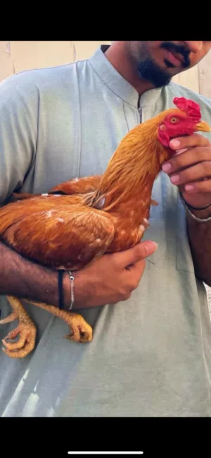 Pakistani aseel