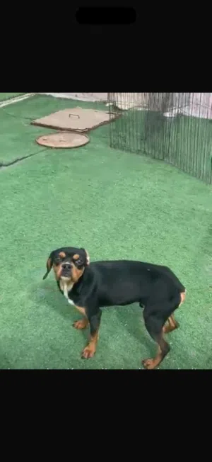 كلب بيتبول مهجن مع امريكن بولي