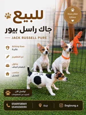 جراوي جاك راسل للبيع