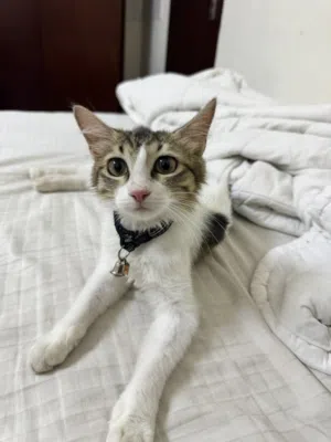 Kitten for adoption for free