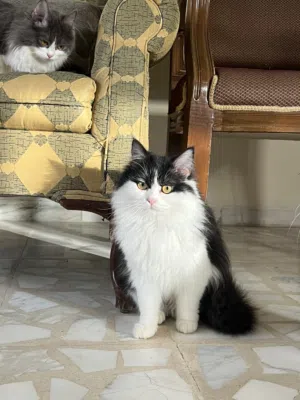 ثلاث قطط ما شاء الله