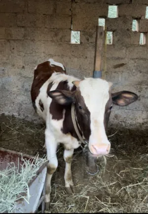 عجال ظفاريات