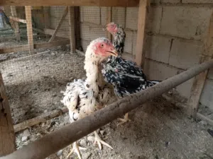 السلام عليكم دجاج هندي ومخاليف للبيع