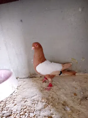 طيور حمام للبيع