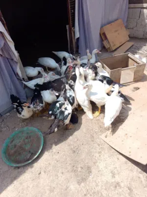 للبيع بط بالجملة