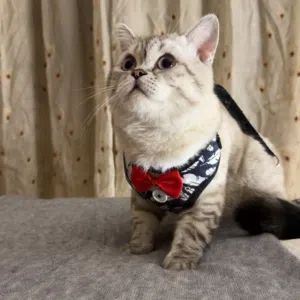 ذكر برتش شورت هير سلفر شيدد 7 شهور مع اغراضه ماخد جميع المطاعيم مع شهاده