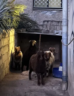 تبارك الرحمان